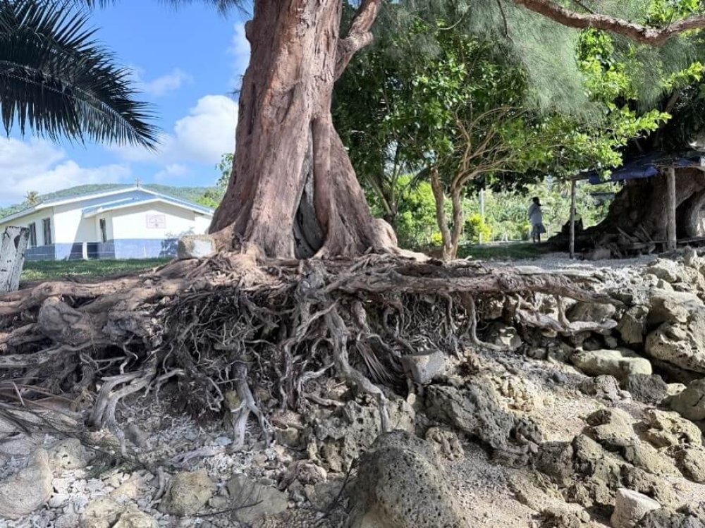 tree in Emua showing coastal erosion