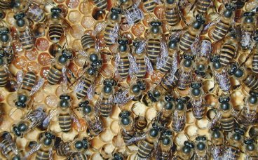 Picture of a hive of Asian honey bees
