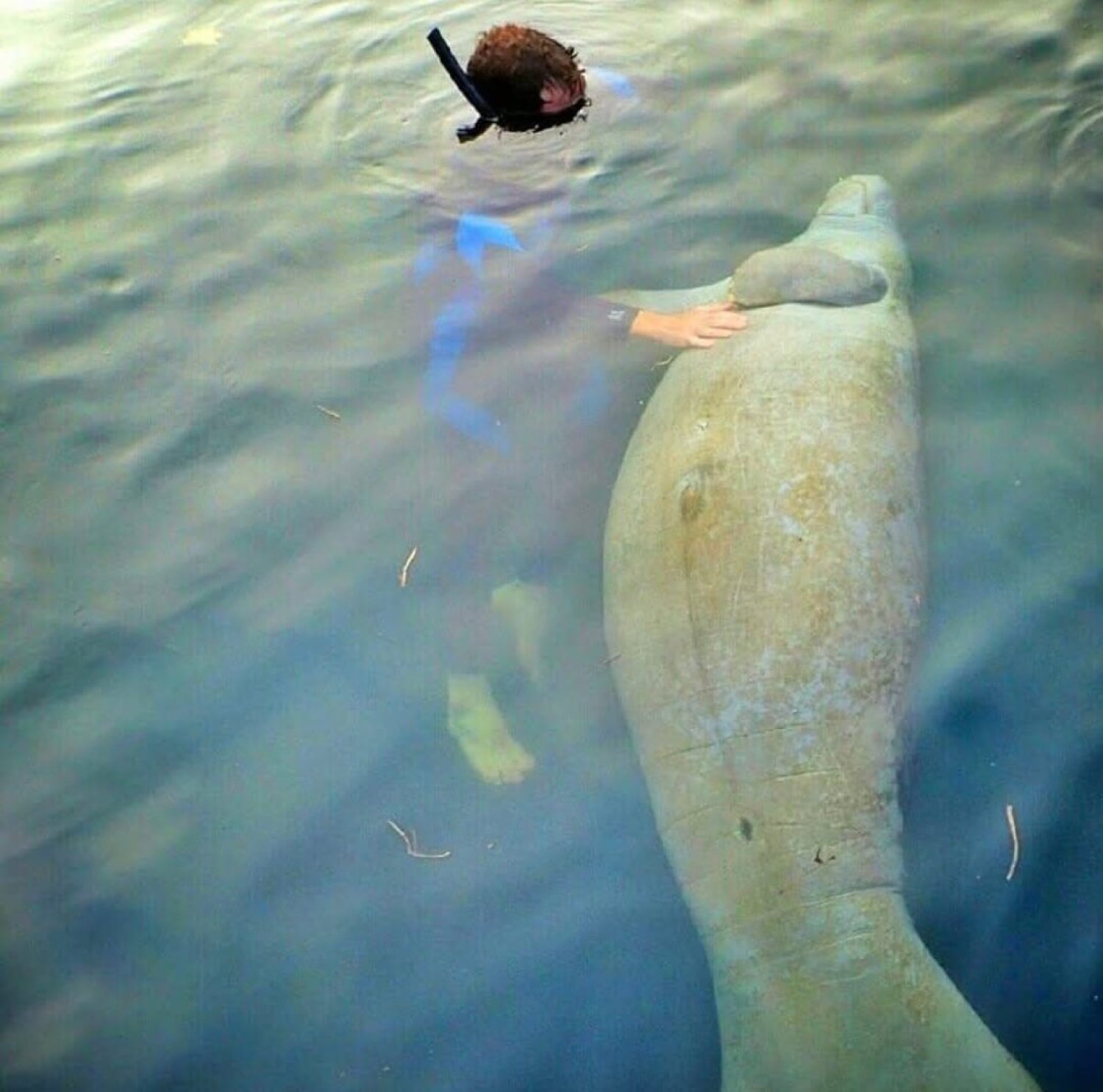 David meeting a manatee while snorkelling 