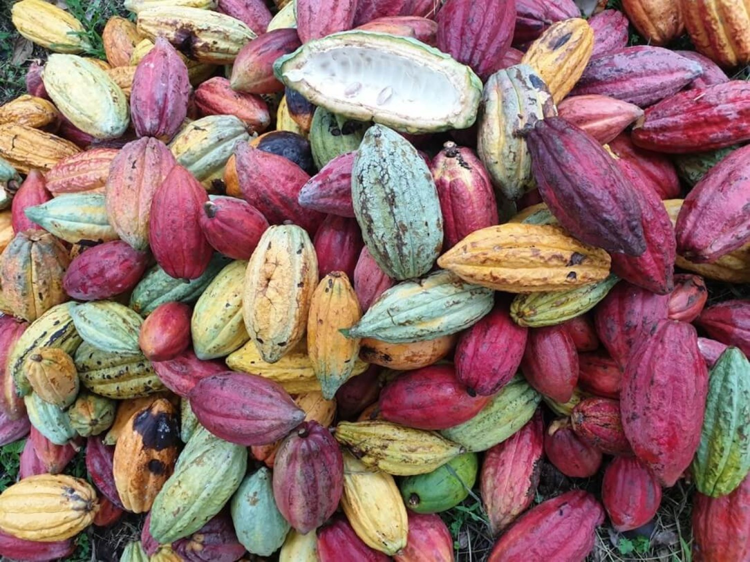 Cocoa beans