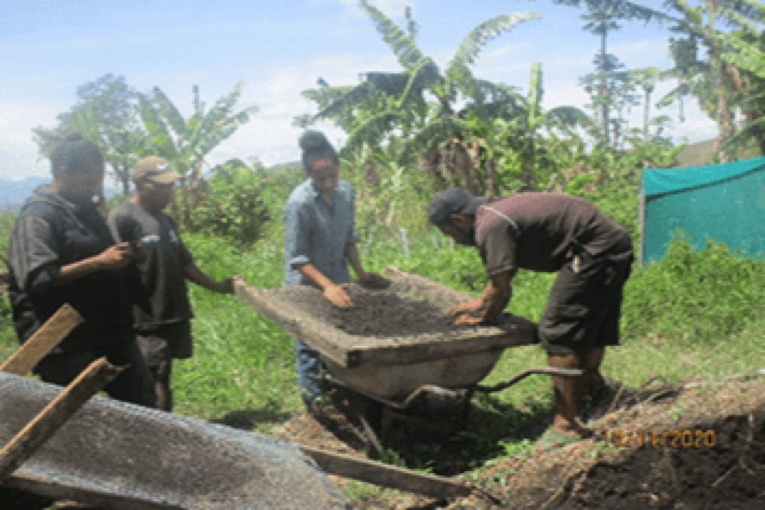 Transplanting of bulb onion seeds for the FPDA Field Trial, Mohuveto village, Bena District, Eastern Highlands province (Source: FPDA, 2020)