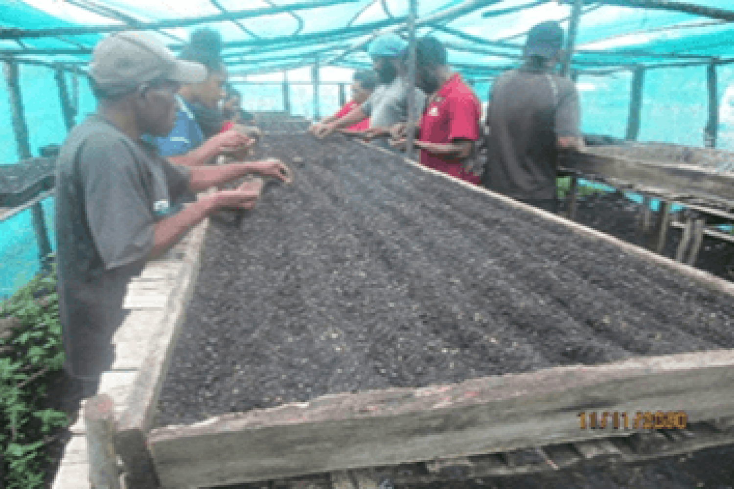 Transplanting of bulb onion seeds for the FPDA Field Trial, Mohuveto village, Bena District, Eastern Highlands province (Source: FPDA, 2020)