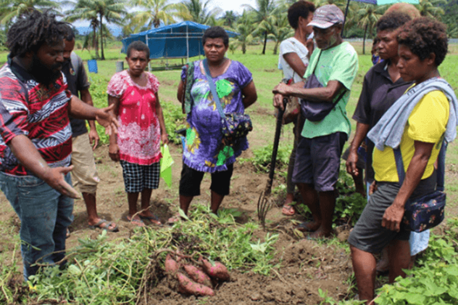 NARI's Joel Pilon demonstrating fertiliser effects on tuber yield, Momase Regional Centre, Bubia, Morobe province (Source: NARI, 2020)