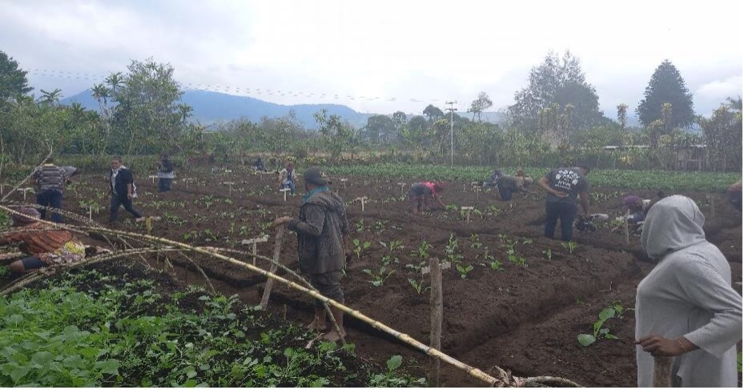 Farmers involved in a field trial in Ifiyufa, Eastern Highlands (Source: NARI 2022)