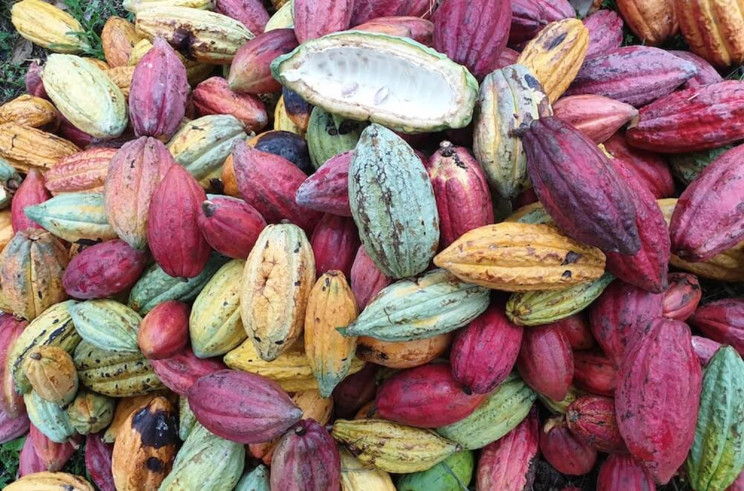 Freshly harvested cocoa pods, ready to be broken and the beans removed.