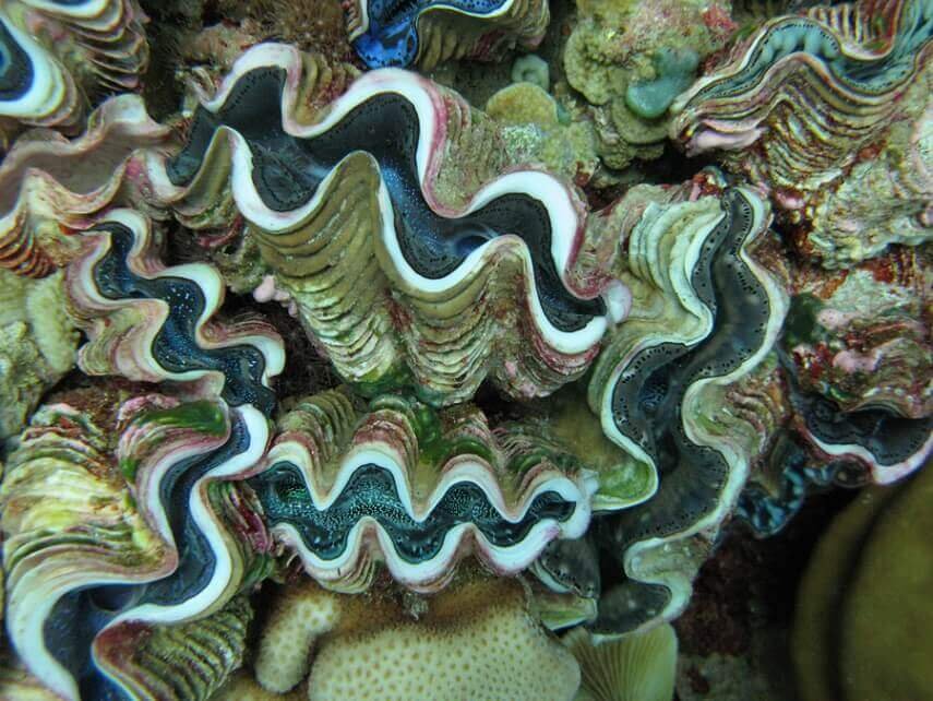 Giant Clams