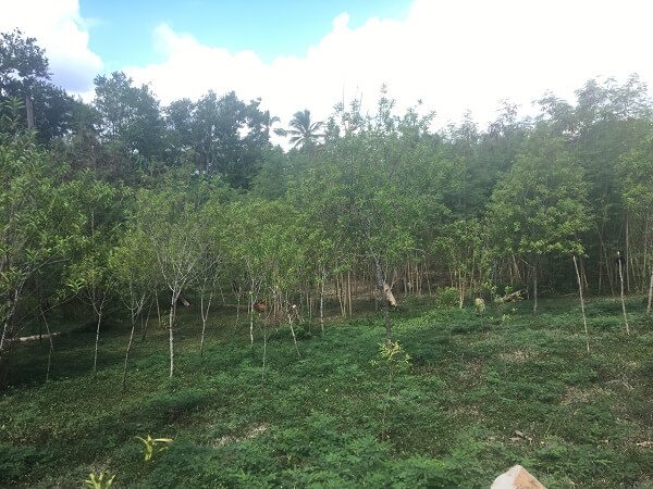 Sandalwood in Vanuatu forests from Sustineo's fieldword in 2018