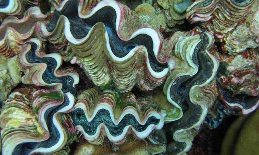 Giant Clams