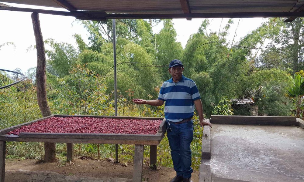 Man standing next to a table of coffee cherries