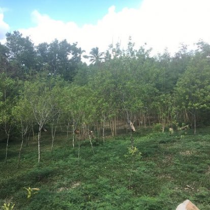 Sandalwood in Vanuatu forests from Sustineo's fieldword in 2018