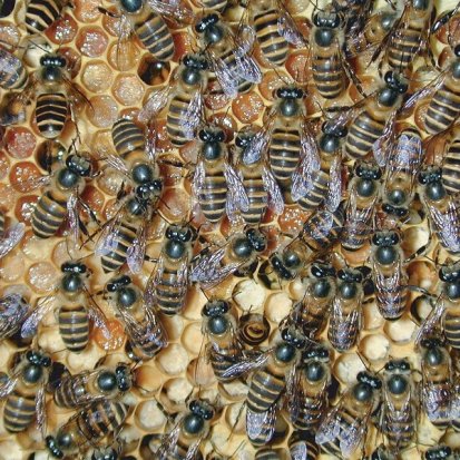 Picture of a hive of Asian honey bees